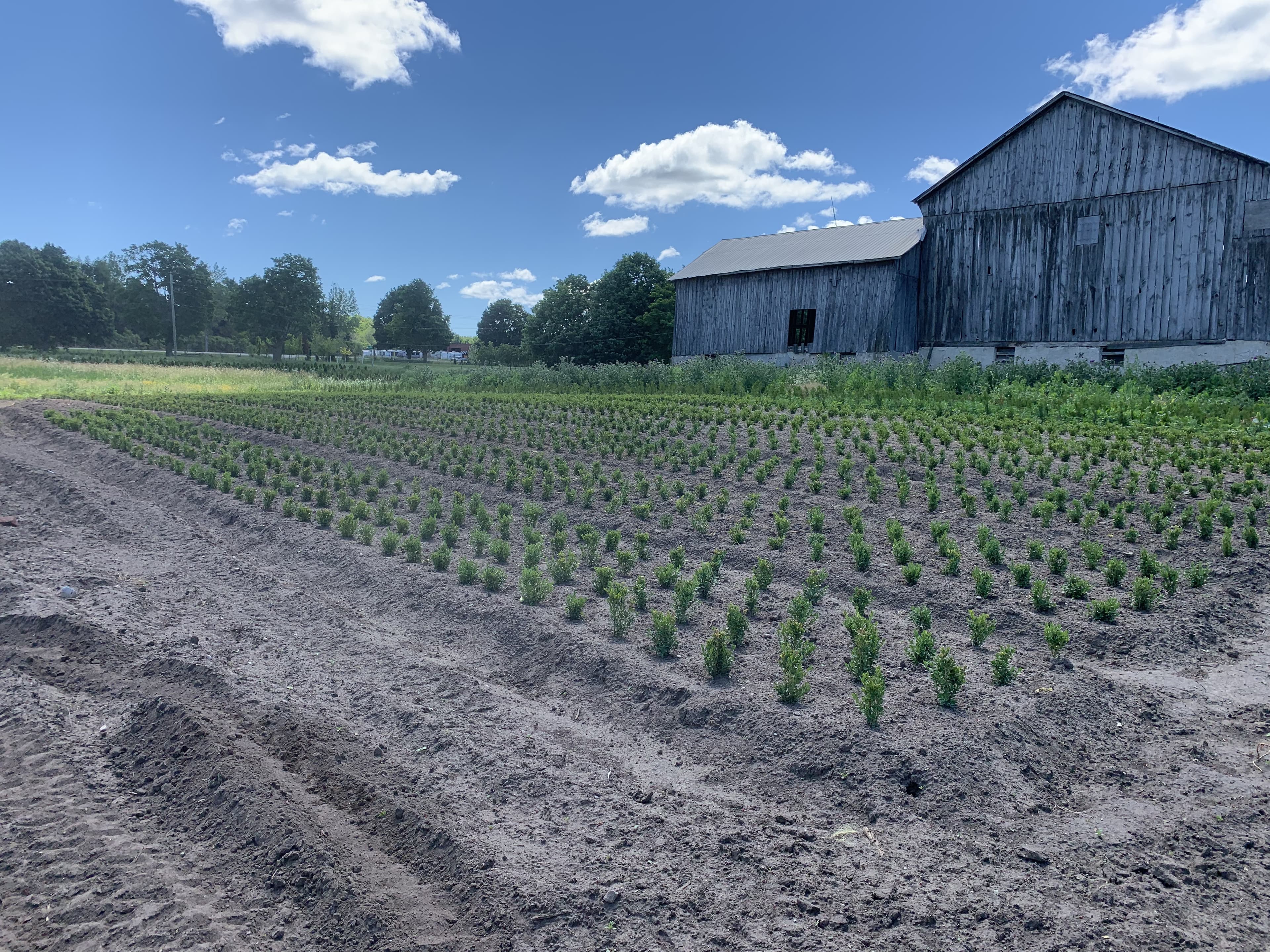 Farm landscape